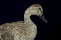 Spot-billed Duck Collection Image, Figure 3, Total 13 Figures